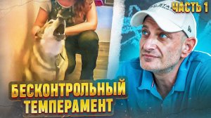Бесконтрольный темперамент(Лайка Джой) часть 1
