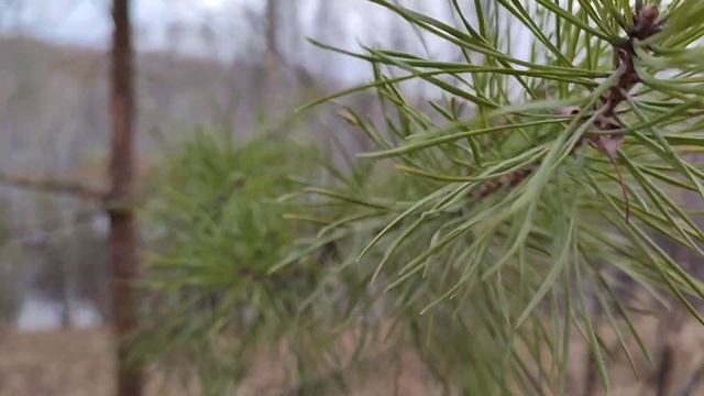 Звуки осеннего леса. Звуки природы. Медитация. смотреть онлайн