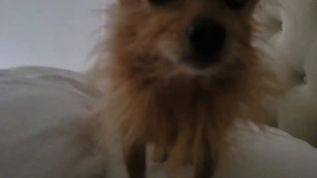 Добро утро / Good Morning