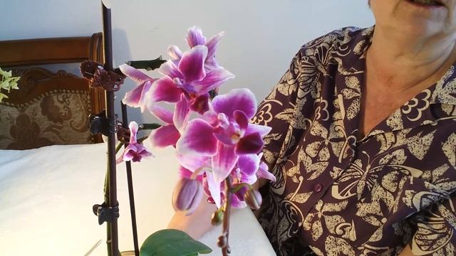 КАК СПАСТИ СЛОМАННЫЙ ЦВЕТОНОС ОРХИДЕИ? ЧТО ДЕЛАТЬ? смотреть онлайн