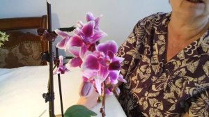 КАК СПАСТИ СЛОМАННЫЙ ЦВЕТОНОС ОРХИДЕИ? ЧТО ДЕЛАТЬ?