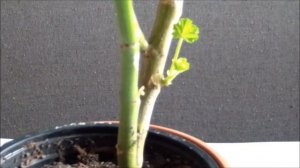 Пеларгония зимой. Особенности ухода за пеларгонией в зимнее время