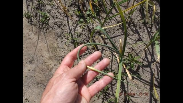 Подкормка чеснока в мае для большего урожая, когда и чем подкармливать смотреть онлайн