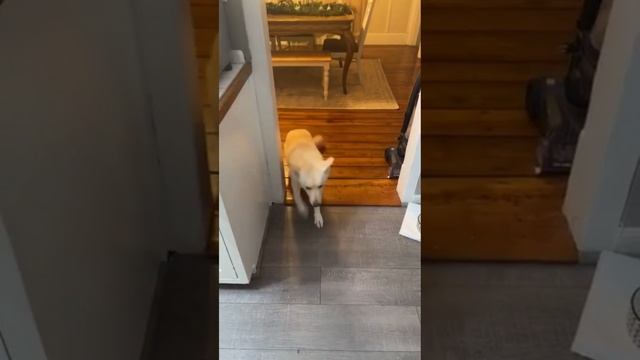 Прикольные забавные видео. выпуск 6