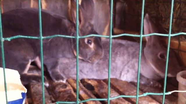 СЛУЧКА КРОЛИКОВ РЭКС смотреть онлайн