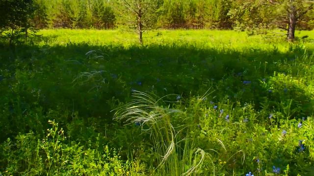 Южный Урал ! Летний лес , заготавливаю березовые веники ! Полевые цветы ! смотреть онлайн