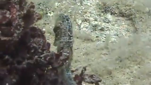  Рыбы Черного моря. Морской конек Hippocampus hippocampus - 02  Long-snouted seahorse