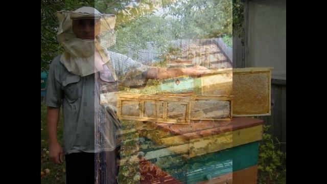 Пчелопакеты 2024: бакфаст, карника от племенных из Германии. т.89603022455 смотреть онлайн