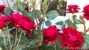 Роза Изабель Ренессанс ( Rose Isabelle Renaissance ) 13.06.2022 г. Киев