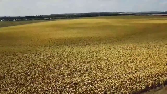Поле подсолнечника. АгроТрансПорт. смотреть онлайн