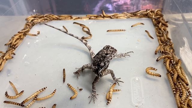 TARANTULA CLEANING!! BALL PYTHON CLUTCH UPDATE!! смотреть онлайн