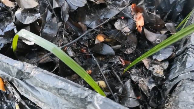 Лимоны и Финики сами взошли и пережили заморозки! смотреть онлайн