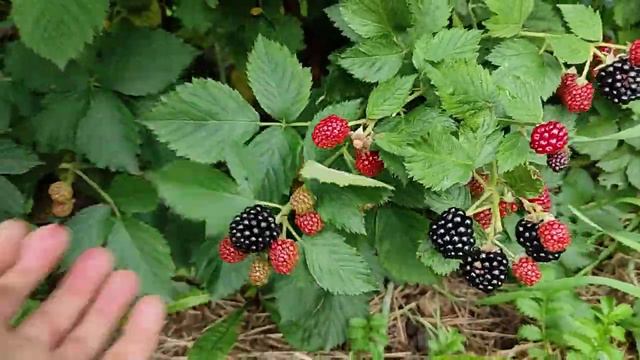 Ежевика Астерина