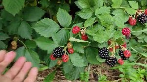 Ежевика Астерина