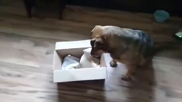chegada da pequena Lyka. Valente recebendo a nova membra da família смотреть онлайн
