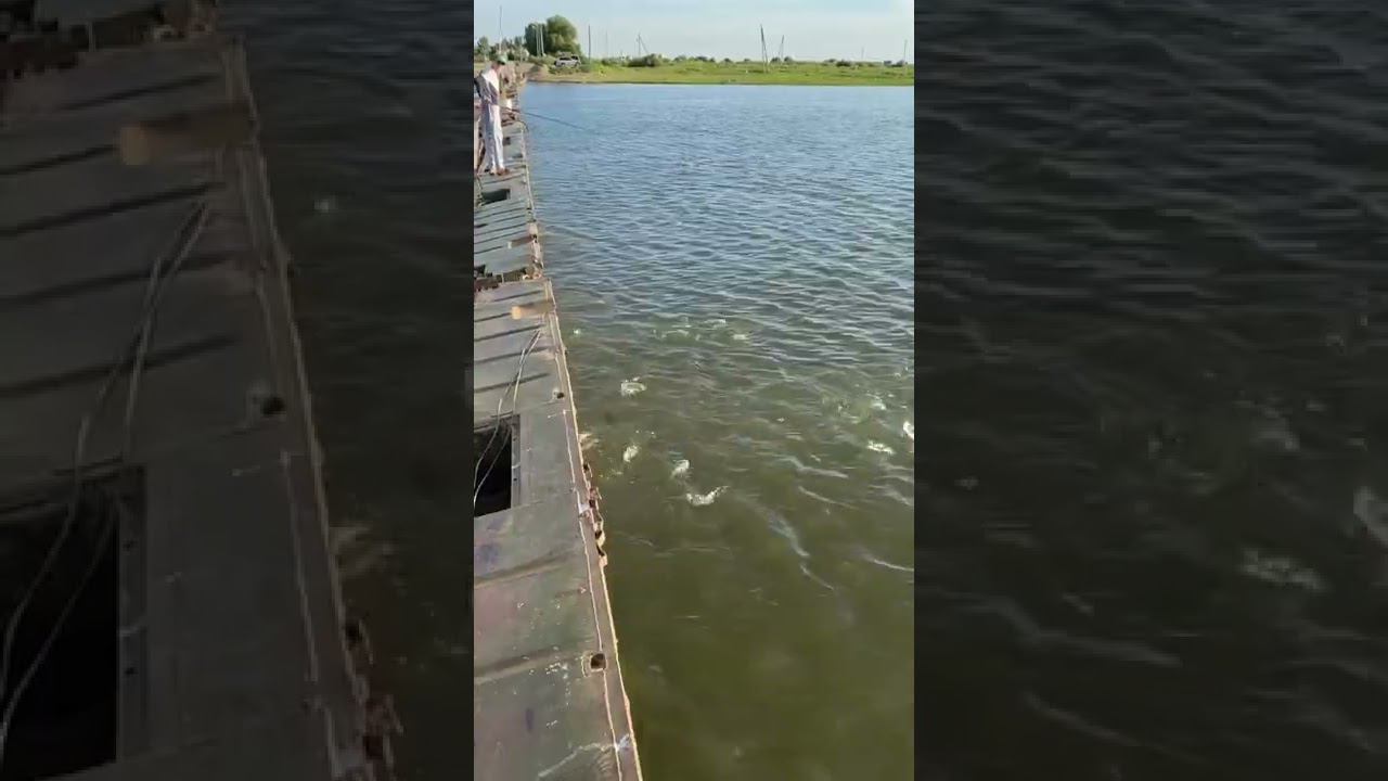 Река кишит от рыбы смотреть онлайн