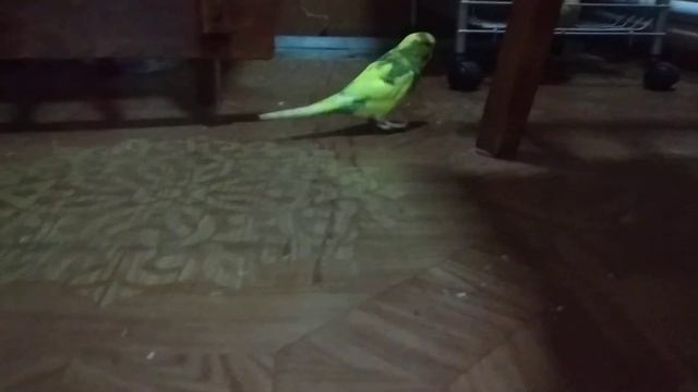 Голубь 🕊️,кошка😾,попугай🦜 смотреть онлайн