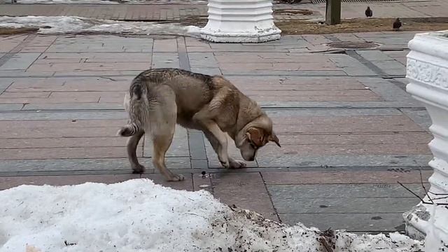 Смешная собачка играет с шариком. смотреть онлайн