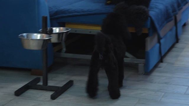 Робуста и Руффино Лакшери Стар