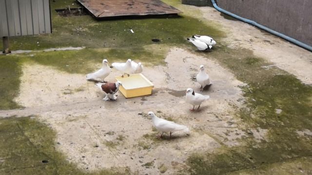 Как делаю содовые ванны для голубей. How to make soda baths for pigeons. смотреть онлайн