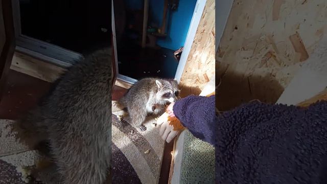 бандитники #помощьбездомнымживотным #ямыилюша #енотилюша #анапа смотреть онлайн