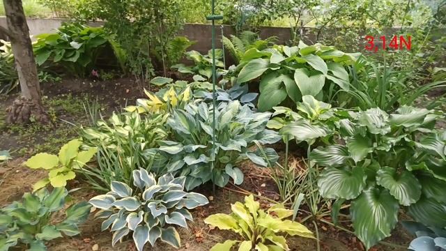 хостарий в развитии, год третий смотреть онлайн