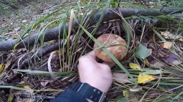 Сбор белых грибов и красноголовцев (подосиновики) Грибалка Сухолучье. смотреть онлайн