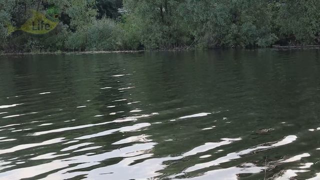 Как на что и где ловить рыбу буффало? Где обитает рыба буффало в России? Рыбалка буффало смотреть онлайн