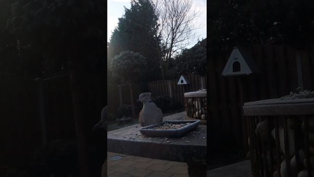 ТИХИЙ ЗАВТРАК #животные #птицы #голубь #горлица #влоги смотреть онлайн