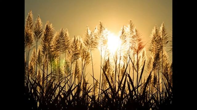 К дню летнего солнцестояния. Лето. Солнце. Свет .Радость. смотреть онлайн