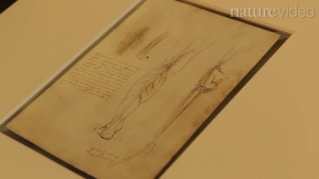 Leonardo: Anatomist - by Nature Video смотреть онлайн