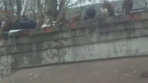 Голуби Горловки