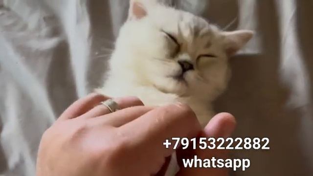 #Манчкин #котенок, кошечка Ждёт свой дом. #Munchkin kitty, girl. available #котята #cats #kittens смотреть онлайн