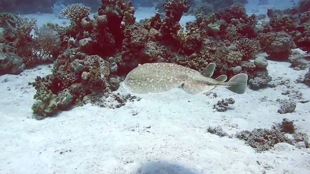 Электрический скат