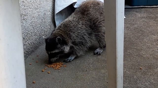 Дуня пришла. Где её носило? смотреть онлайн