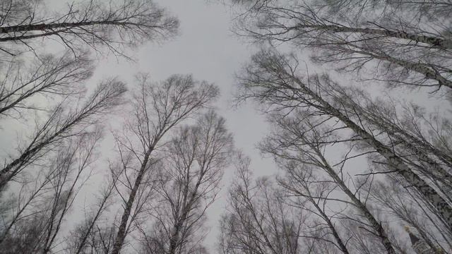 Вершины берёзок на ветру. Храм рядом. Footage/Футажи смотреть онлайн