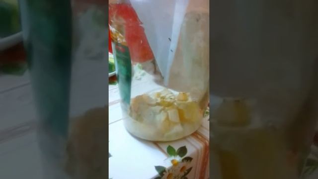 Ловушка для дрозофил смотреть онлайн