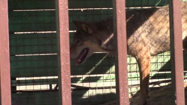 ХИЩНЫЕ ЖИВОТНЫЕ Змеи Львы Тигр Волки Пума Медведи Predatory Animals Children's Videos смотреть онлайн