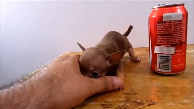 Hembra Chihuahua Golondrina Chocolate de Ojos Verdes смотреть онлайн