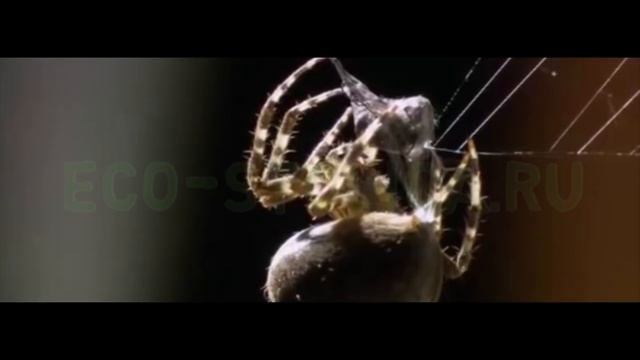 Пауки в квартире, что делает паук в квартире смотреть онлайн