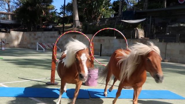 Crunch ★ "FREE JUMPING 4" ★ Miniature Horse Jumping Champion 4K смотреть онлайн