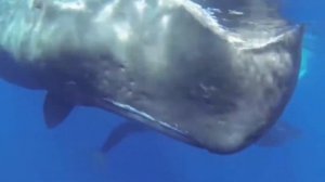 КТО ЖИВЕТ В АНТАРКТИДЕ. Пингвины, киты, тюлени, кашалоты, морские животные - ролик для детей 0+