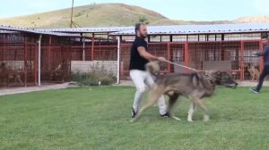 КАНГАЛ В ДЕЛЕ! Кангал Против 3 Волков