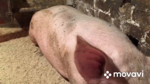 Лечение перелома у свиньи. Мои поросята ?