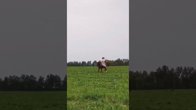 в дамском седле ? #лошади #animal #беларусь #horse #horselover #борзые #русскаяборзая #dog смотреть онлайн