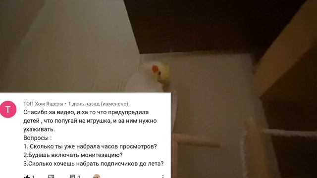 Вопрос-ответ с попугаем Степашкой !Отвечаю на интересные вопросы ) смотреть онлайн