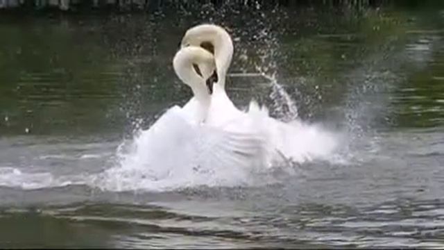 Зарема Гаджиева - лебединая верность смотреть онлайн