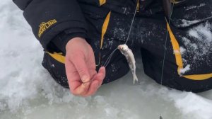 Насаживаем живца на жерлицу.