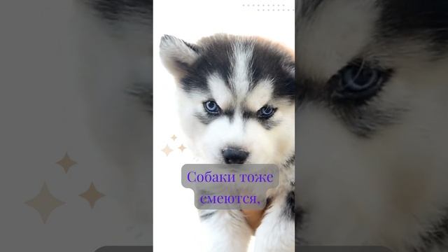 Макс Истиман про собак и любовь к ним! #собаки #husky #хаски смотреть онлайн
