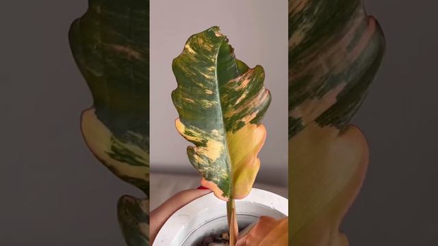 Caramel marble 🔥 #philodendron #philodendroncaramelmarble #филодендрон #филодендронкарамель смотреть онлайн